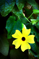 Yellow Thunbergia