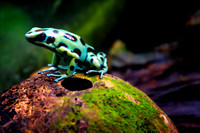 Green Poison Dart Frog