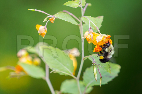 Hungry Bumblebee