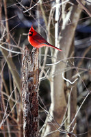 Winter Cardinal on a Perch