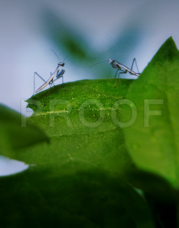 Baby Mantises