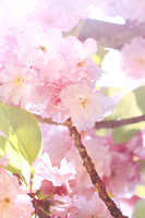 Soft Cherry Blossoms