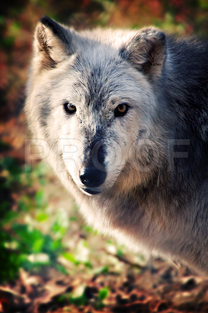 Female Gray Timber Wolf