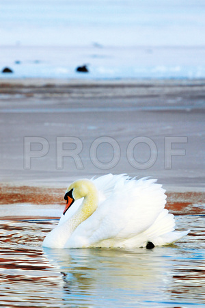 Winter Mute Swan