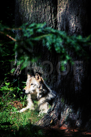 Gray Timber Wolf