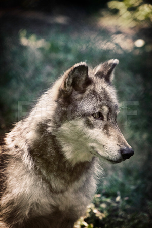 Female Gray Timber Wolf