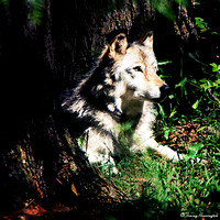 Solitary Gray Wolf