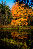 Wooded Lake in Autumn