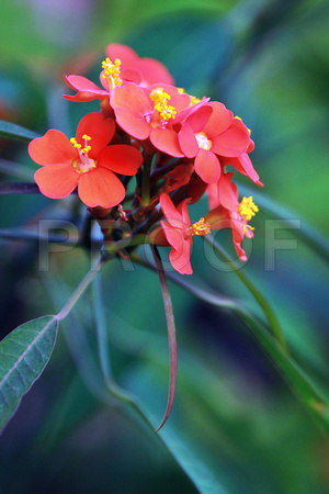 Orange Tropical Flower