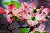 Pink Dogwood Flowers