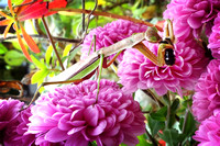 Praying Mantis with Bumblebee