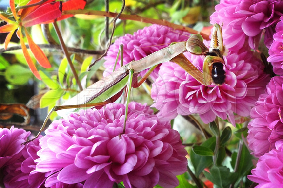 Praying Mantis with Bumblebee