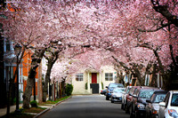 Wooster Square Cherry Blossoms