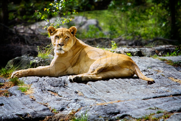 Female African Lion