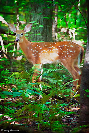 Fawn in the Forest