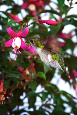 Female Rudy Throated Hummingbird