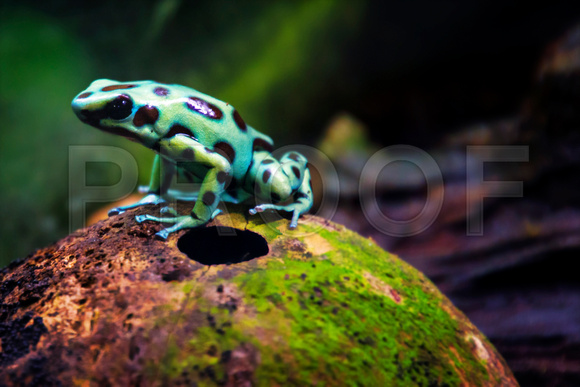 Green Poison Dart Frog