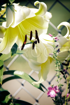 Cream-colored Oriental Lily
