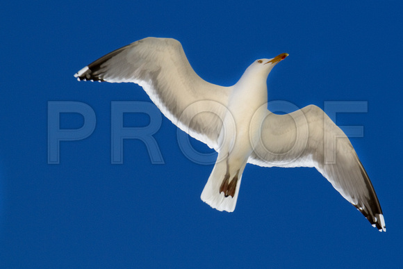 Seagull Flight