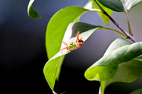 Saddleback Catterpillar