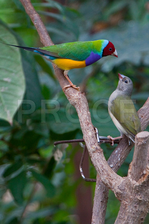 Mating Pair of Gouldian Finches
