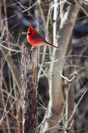Winter Cardinal on a Perch