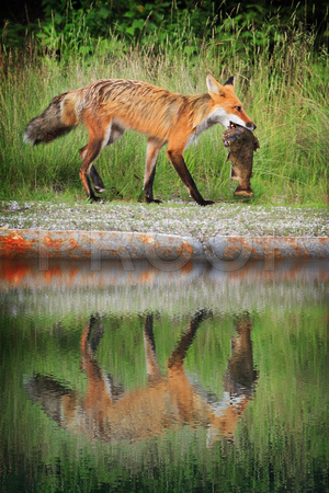 American Red Fox with Brook Trout