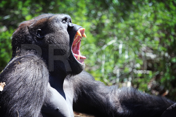 Young Lowland Gorilla