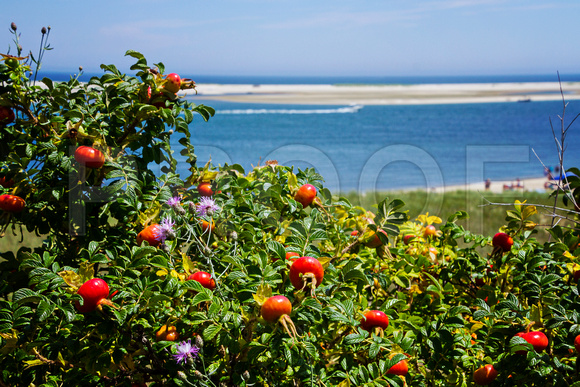 Rose Hips along the Cape