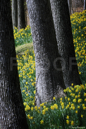 Daffodil Forest