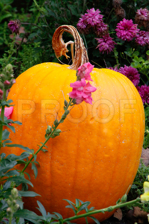 Pumpkin and Flower