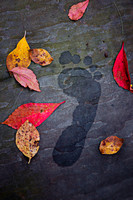 Autumn Footprint