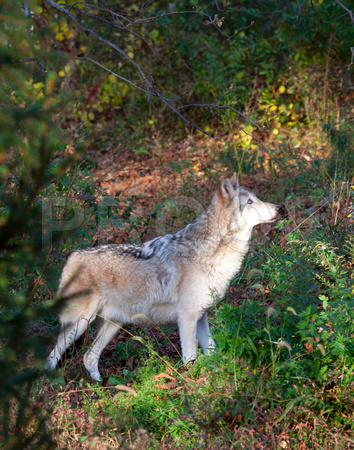 Male Gray Timber Wolf