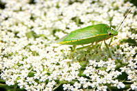 Green Leaf Hopper