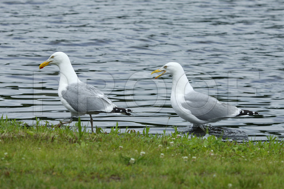 Arguing Gulls